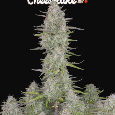 buds express